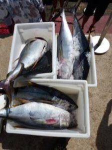 b2ap3_thumbnail_tuna_20130517-215522_1