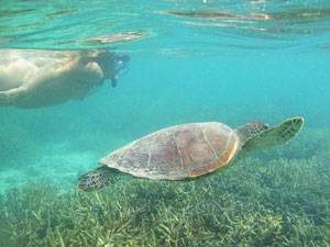 b2ap3_thumbnail_seaturtle